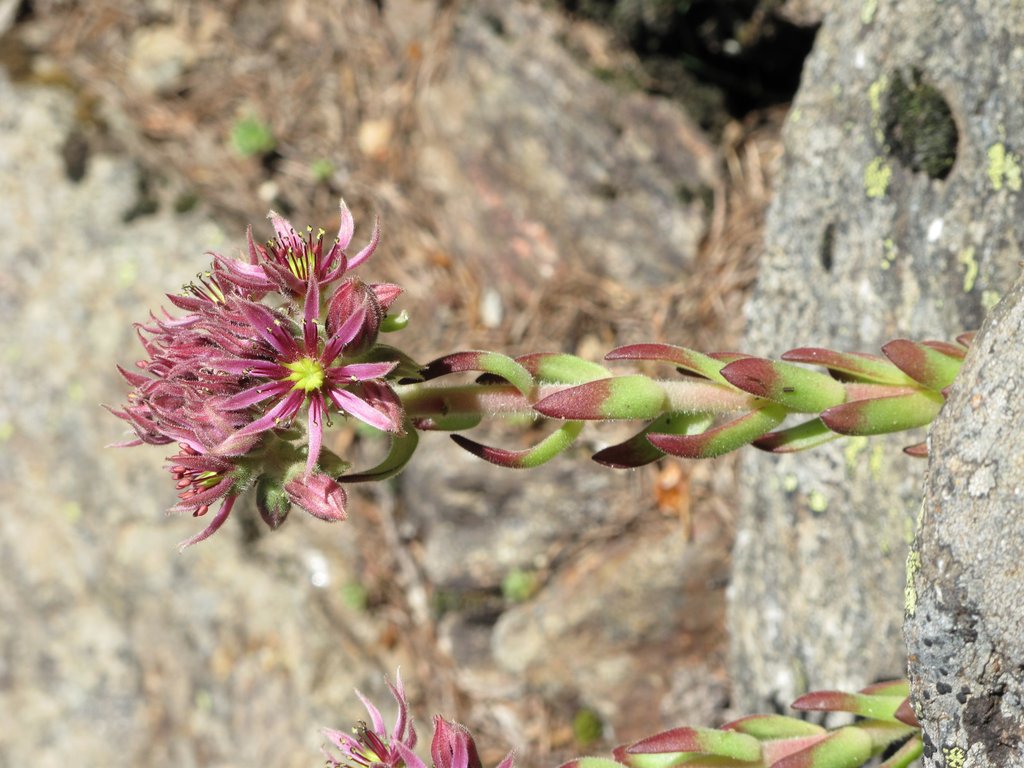 Sempervivum montanum